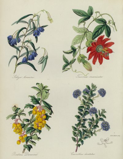 Engelsk blomsterhage: Sollya linearis, Tacsonia manicata, Berberis Darwinii, Ceanothus dentatus (farge litho) av English School