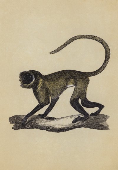 Entellus Monkey (farge litho) av English School