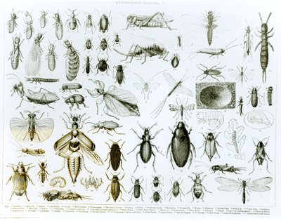 Entomologi-insekter (litho) (bw-bilde) av English School