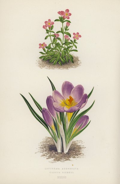 Erythraea Aggregata; Crocus Sieberi (farge litho) av English School