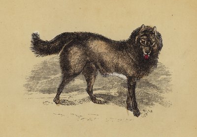 Eskimohund (fargelitografi) av English School