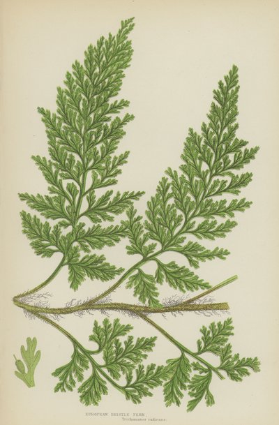 European Bristle Fern (farge litho) av English School