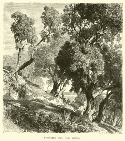 Evergreen Oaks, nær Sciacca av English School