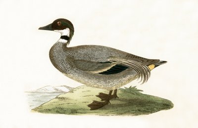 Falcated Teal, illustrasjon fra 