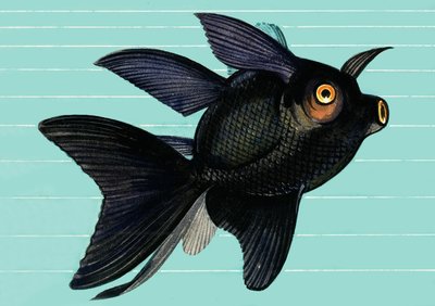 Fantail Blackmoor av English School
