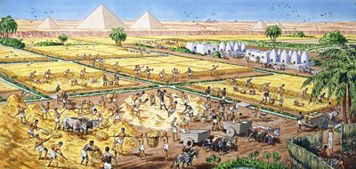 Oppdrett i Egypt av English School