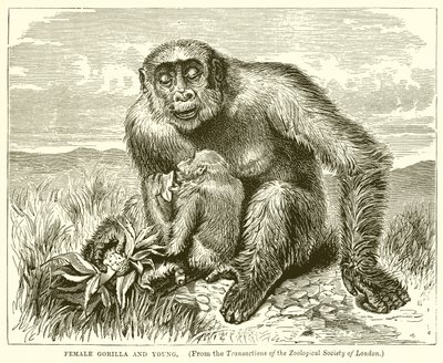 Kvinnelige Gorilla og Young av English School