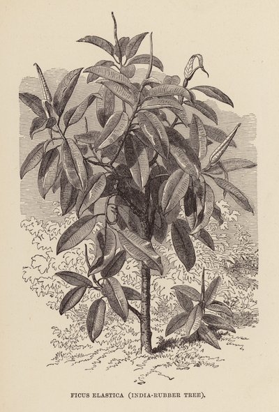 Ficus Elastica, India-gummitre (gravering) av English School