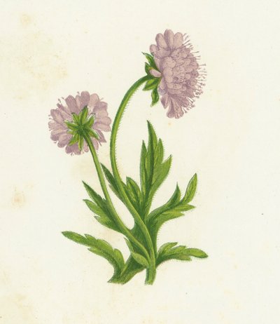 Felt Knautia, Knautia Arvensis av English School