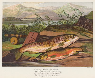 Fisk (fargelitografi) av English School