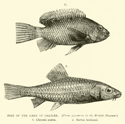Fisk fra Galileasjøen av English School