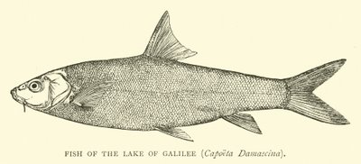 Fisk fra innsjøen Galilea, Capoeta Damascina av English School