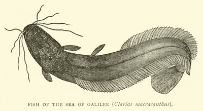 Fisk fra Genesaretsjøen, Clarias macracanthus av English School