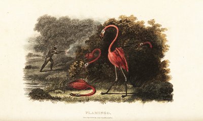 Flamingoer ser forbauset på mens deres følgesvenner blir slaktet av en jeger av English School