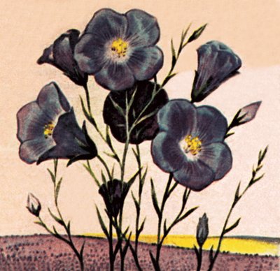 Flachs von English School