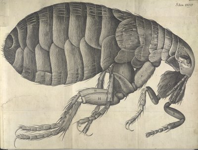 Loppe, fra "Micrographia" av English School