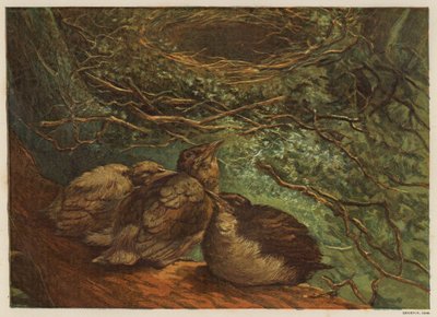 Nye fuglekull (farge litho) av English School