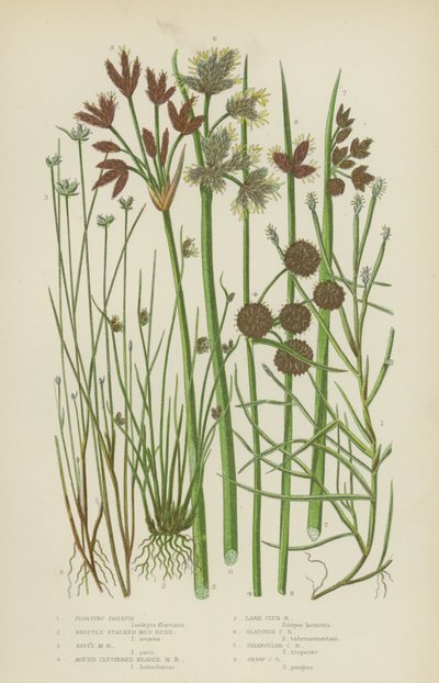 Flytende isolepis, børstehårsiv, savisiv, rundklasehodetsiv … (fargelitografi) av English School