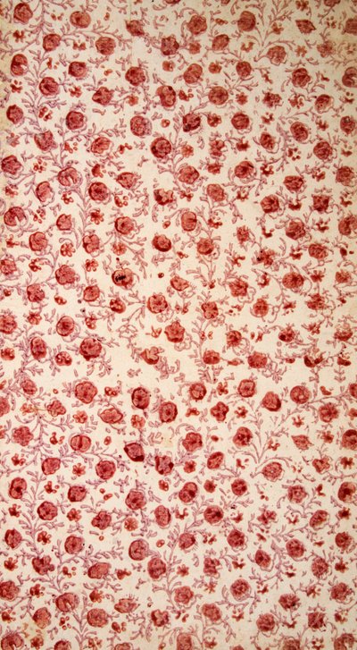Floral Endpaper håndfarget gravering. av English School