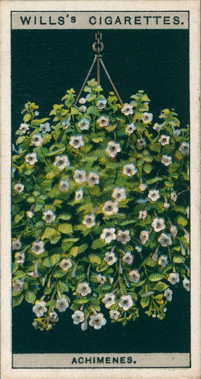 Blumenkultur in Töpfen: Achimenes von English School