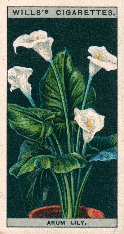 Blomsterkultur i potter: Arumlilje eller Richardia (chromolitho) av English School
