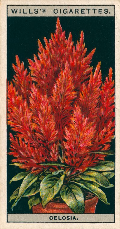 Blomsterkultur i potter: Celosia (chromolitho) av English School
