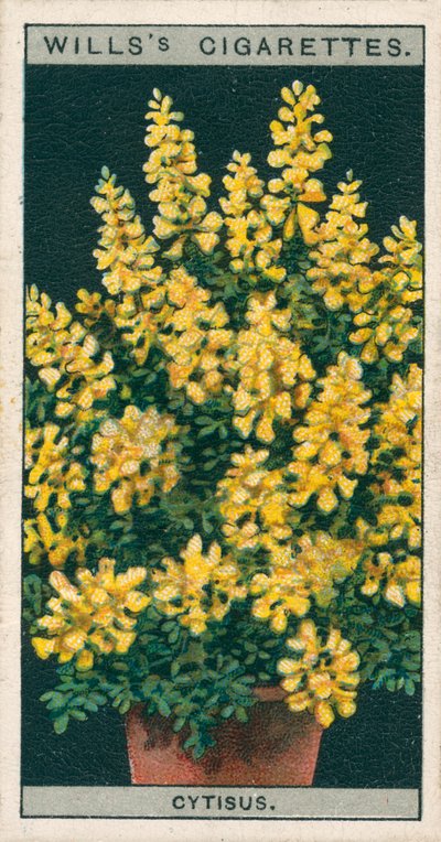 Blomsterkultur i potter: Cytisus eller Genista (chromolitho) av English School