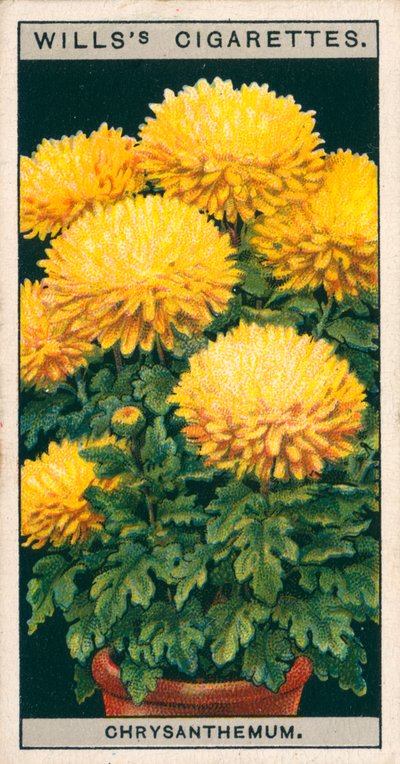 Blomsterkultur i potter: Dvergkrysantemum (chromolitho) av English School