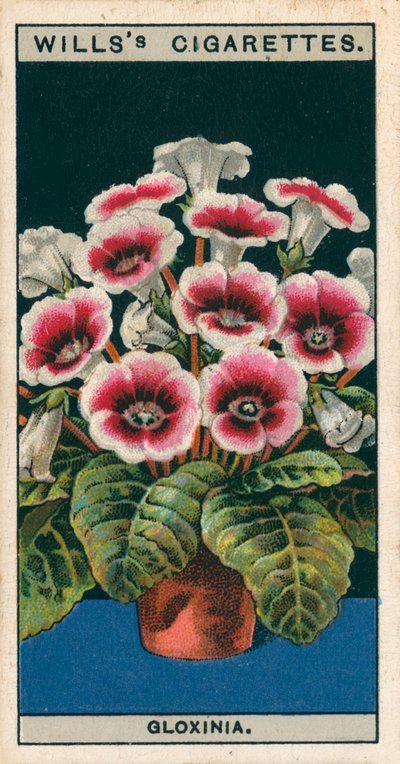 Blomsterkultur i potter: Gloxinia (chromolitho) av English School