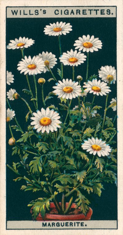 Blomsterkultur i potter: Margueritt (chromolitho) av English School