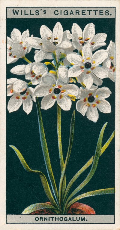 Blomsterkultur i potter: Ornithogalum (chromolitho) av English School