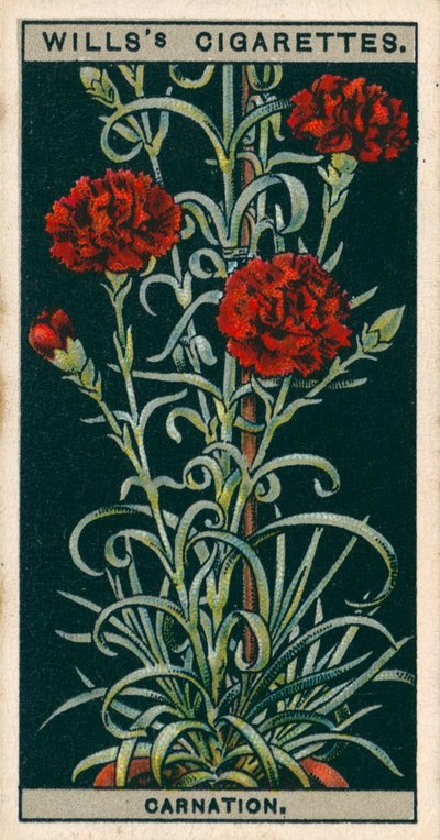 Blomsterkultur i potter: Evigblomstrende nellik (chromolitho) av English School