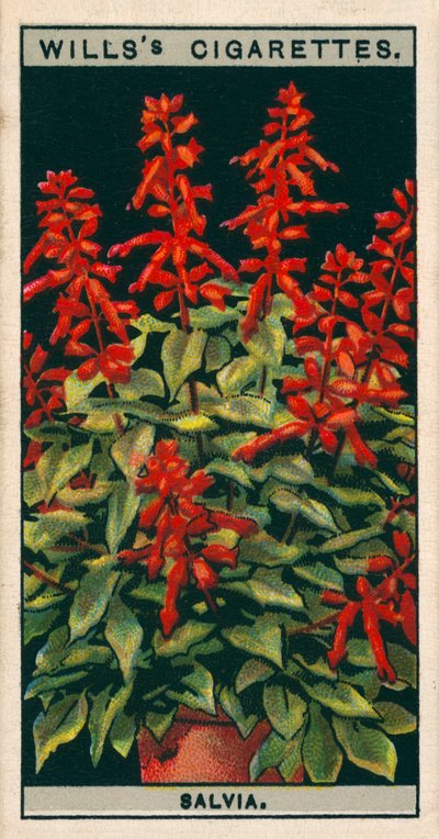 Blomsterkultur i potter: Salvia (chromolitho) av English School