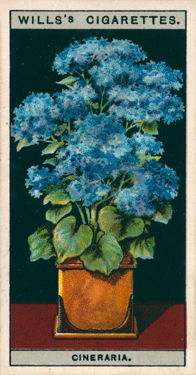 Blomsterkultur i potter: Stjernecineraria (chromolitho) av English School