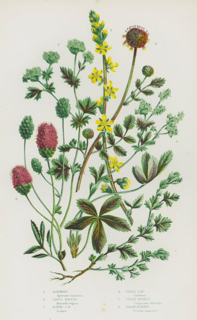 Blomstrende planter i Storbritannia: Agrimony, Lady's Mantle, Alpine Lady's Mantle, Field Lady's Mantle, Great Burnet, Salat Burnet (farge litho) av English School