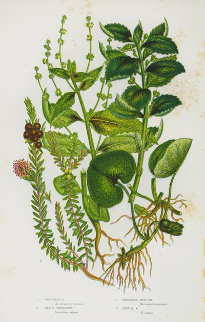 Blomstrende planter i Storbritannia: Asarabacca, Black Crowberry, Perennial Mercury, Annual Mercury (farge litho) av English School