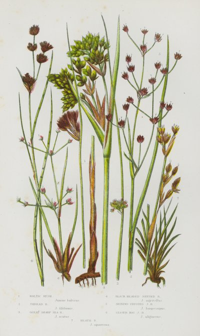 Blomstrende planter i Storbritannia: Baltic Rush, Thread Rush, Great Sharp Sea Rush, Black Head Jointed Rush, Shining Fruited Jointed Rush, Lesser Myr Jointed Rush, Heath Rush (farge litho) av English School