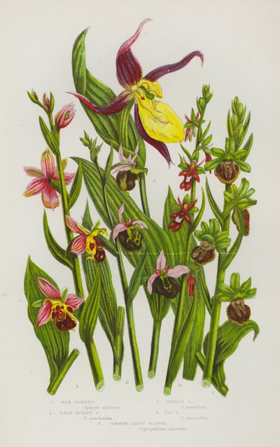 Blomstrende planter i Storbritannia: Bie-Ophrys, Sen-edderkopp-Ophrys, Edderkopp-Ophrys, Flue-Ophrys, Marihøne (fargelitografi) av English School