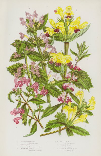 Blomstrende planter fra Storbritannia: Svart horehound, morwort, rød hampnesle, dunaktig hampnesle, vanlig hampnesle, storblomstret hampnesle (fargelitografi) av English School