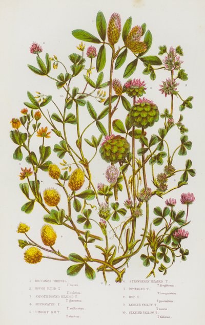 Blomstrende planter fra Storbritannia: Boccones Trefoil, Grov, Stiv Trefoil, Glatt, Rundhodet Trefoil, Kvelt Trefoil, Oppreist, Rundhodet Trefoil, Jordbærhodet Trefoil, Omvendt Trefoil, Humletrefoil, Lille, Gul Trefoil  av English School