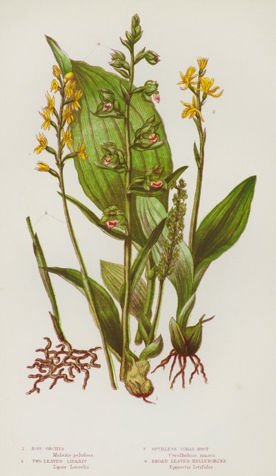 Blomstrende planter i Storbritannia: myr-orchis, tobladede liparis, sporløs korallrot, bredbladet helleborine (farge litho) av English School