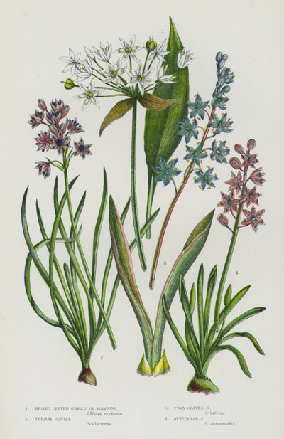 Blomstrende planter i Storbritannia: bredbladet hvitløk eller ramsløk, vernal squill, Twin Leaved Squill, Autumnal Squill (farge litho) av English School