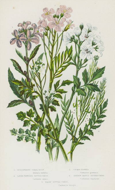 Blomstrende planter i Storbritannia: tykke korallrot, storblomstret bitterkarse, gjøkblomst, smalbladet bitterkarse, hårete bitterkarse (farge litho) av English School