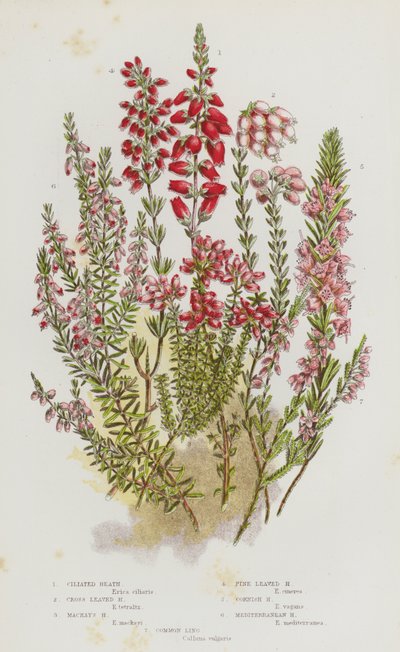 Blomstrende planter i Storbritannia: Cilierte lyng, krysslyng, Mackays lyng, furubladlyng, kornisk lyng, middelhavslyng, vanlig lange (fargelitografi) av English School