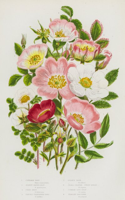 Blomstrende planter i Storbritannia: kanelrose, brennrose, irsk rose, stikkende uekspandert rose, villrose, småbladet søtbryst, vanlig hundrose, etterfølgende hundrose (farge litho) av English School