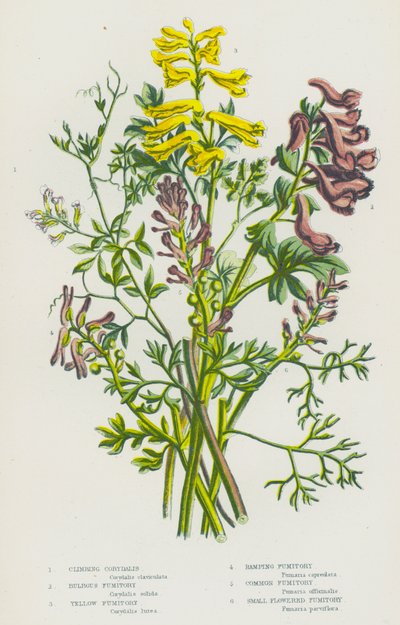 Blomstrende planter i Storbritannia: Klatrende korydalis, løkformet fumitory, gul fumitory, rampende fumitory, vanlig fumitory, småblomstret fumitory (fargelitografi) av English School