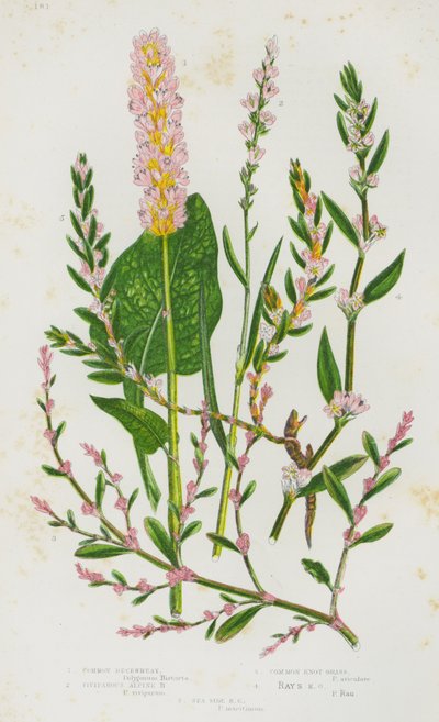 Blomstrende planter i Storbritannia: Vanlig bokhvete, vivipare alpin bokhvete, vanlig knutegress, stråleknutegress, strandknutegress (fargelitografi) av English School