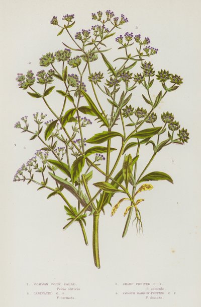 Blomstrende planter i Storbritannia: Vanlig maissalat, karinert maissalat, skarpfrukt maissalat, glatt, smalfrukt maissalat (farge litho) av English School