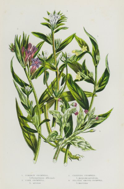 Blomstrende planter i Storbritannia: Common Gromwell, Corn Gromwell, Creeping Gromwell, Sea Side Smooth Gromwell (farge litho) av English School