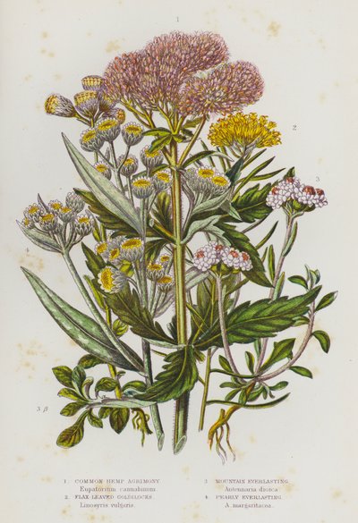 Blomstrende planter i Storbritannia: Vanlig hamp-agrimony, linbladede gulllokker, Mountain Everlasting, Pearly Everlasting (farge litho) av English School